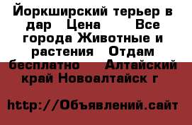 Йоркширский терьер в дар › Цена ­ 1 - Все города Животные и растения » Отдам бесплатно   . Алтайский край,Новоалтайск г.